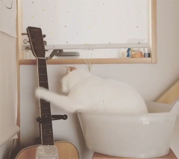 ギターを弾く猫
