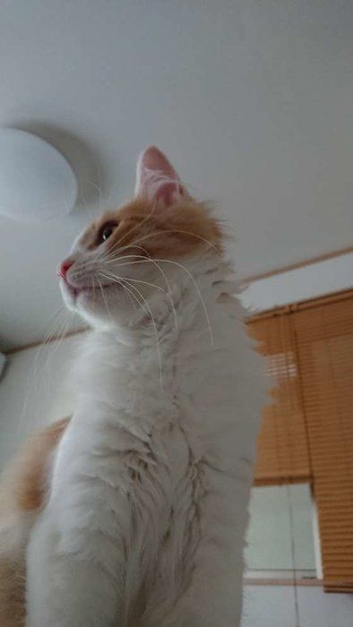何かを見つめるノルウェージアンフォレストキャット