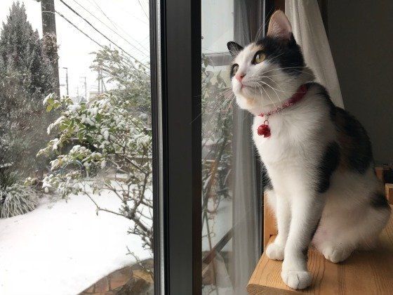 雪を眺める三毛猫