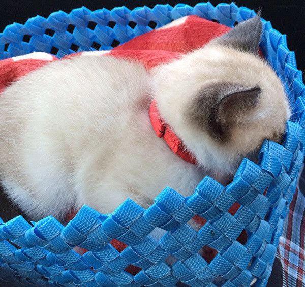 眠る猫