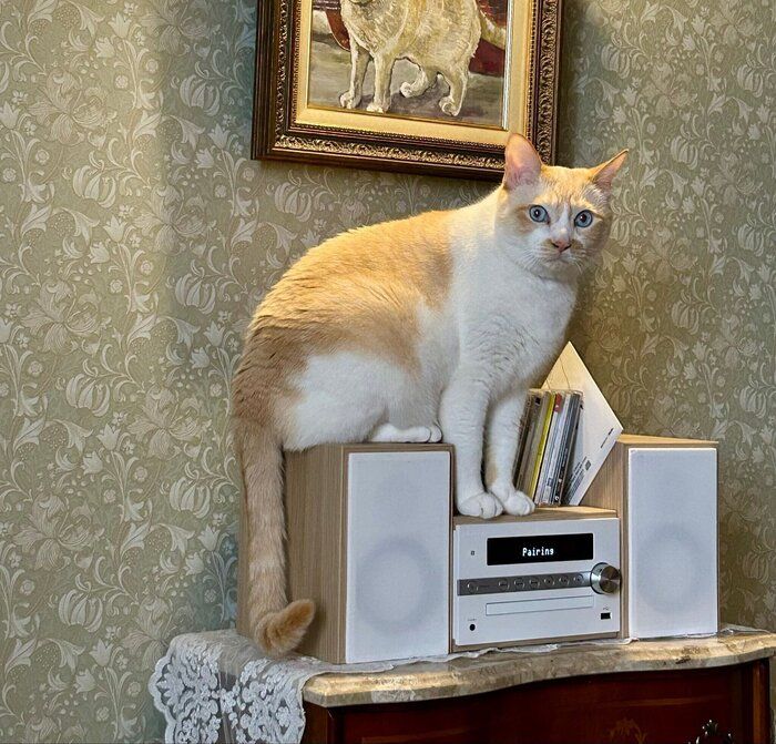 CDを落とそうとしたときのフィルくん