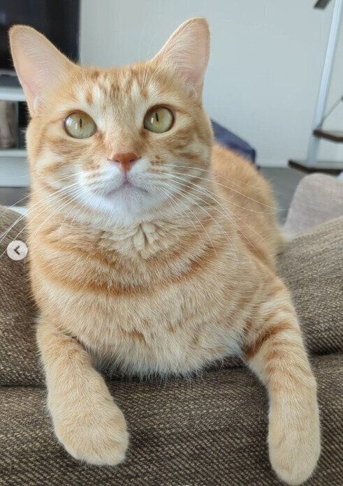 くつろいでいる猫