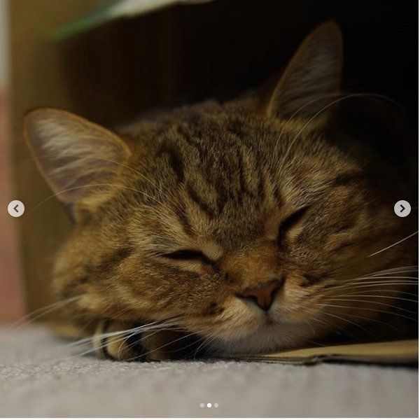 眠る猫