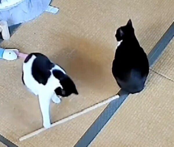 木の棒に夢中のミアちゃんと、無関心なダダくん