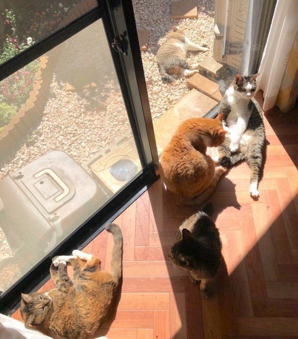 まったりする猫ちゃんたち