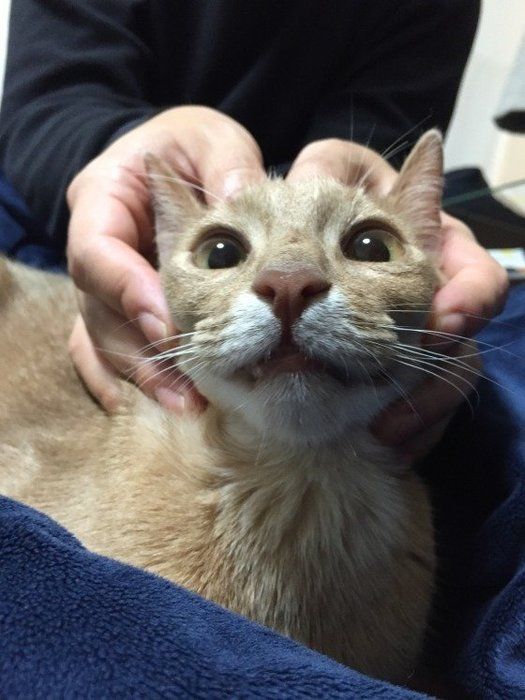 猫の顔と頭をマッサージ
