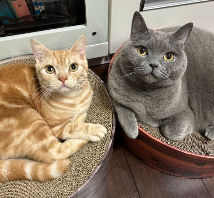 シャルトリューとアメリカンショートヘア