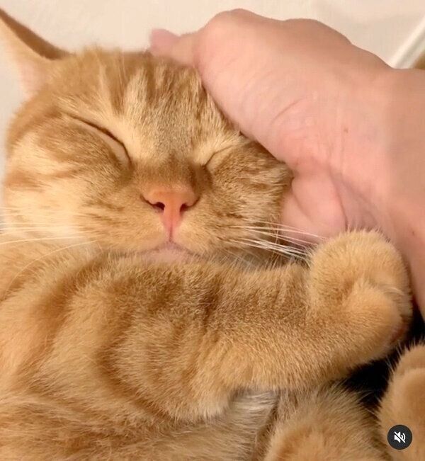 飼い主さんに甘えるうにちゃん