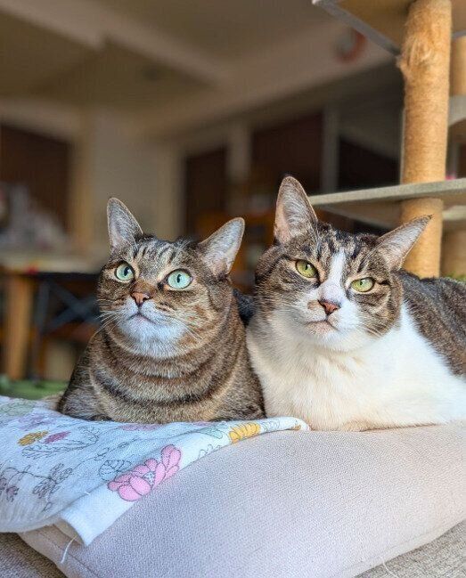 寄り添ってくつろぐ2匹の猫