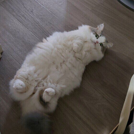 ヘソ天をするミヌエット