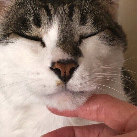 なでられてウットリする猫(MIX、オス)