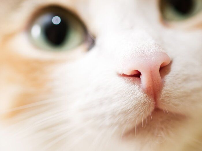 画像/iStock、Getty Images Plus