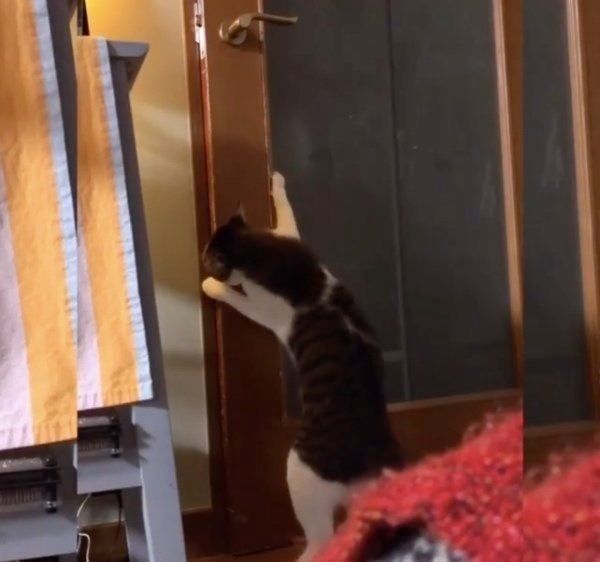 ドアを開けるすずくん