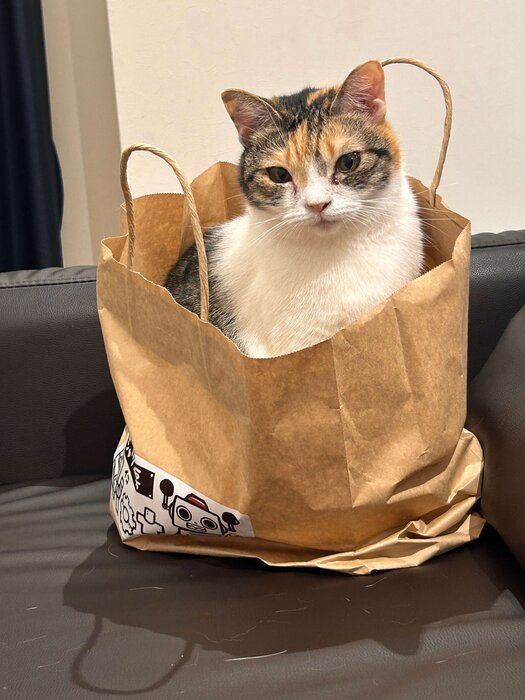 紙袋に入っている猫