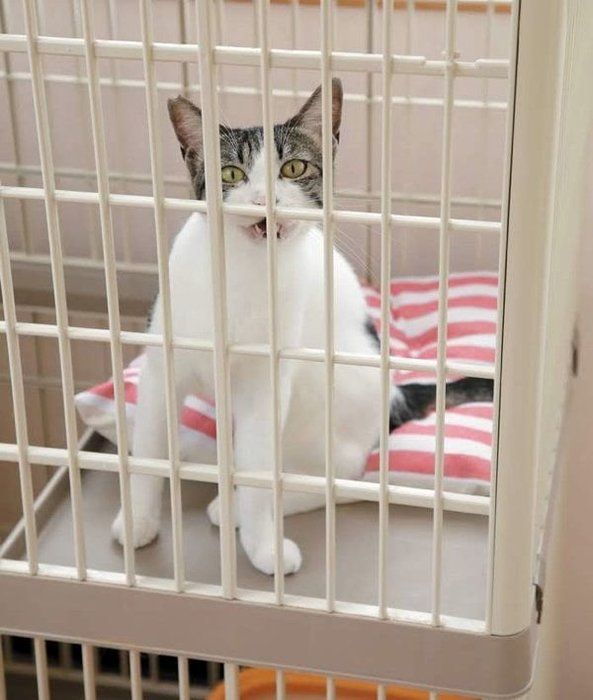 猫のケージにまつわる不安や疑問