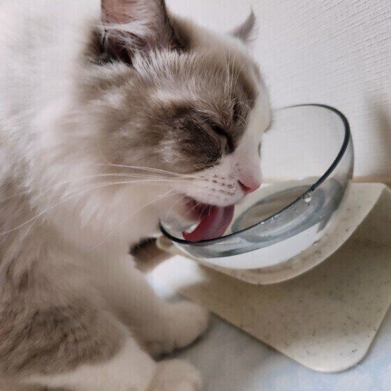 猫に飲ませていけないものはある？　猫の水分補給に関する飼い主さんのギモンに獣医師が回答！