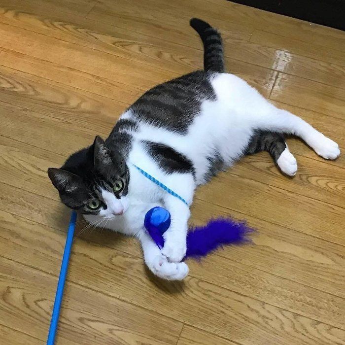 お気に入りの猫じゃらしで遊ぶ るるちゃん