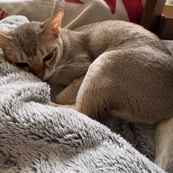 毛布の上に横たわるプップくん