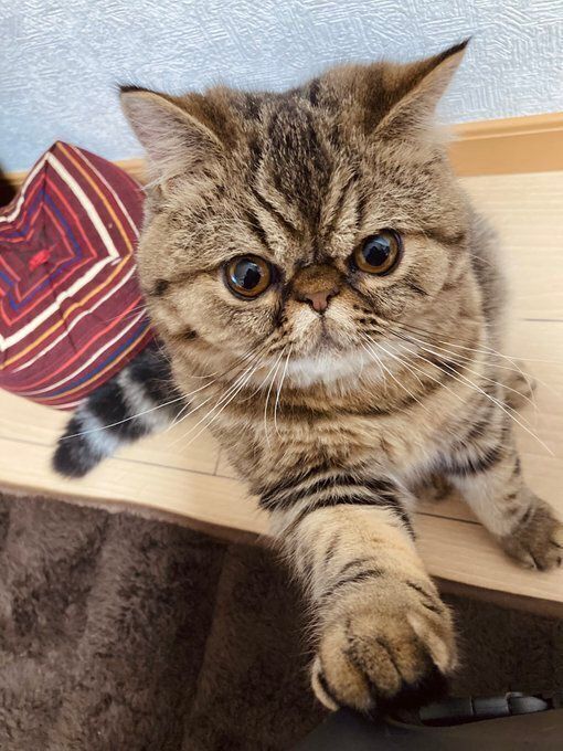 前足を伸ばすエキゾチックショートヘア