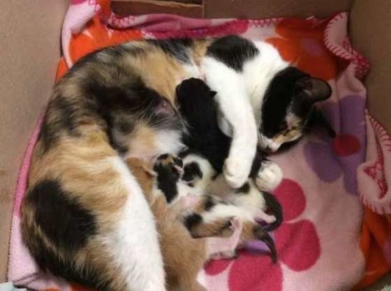 母猫と子猫