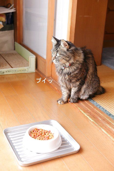 撮影/後藤さくら