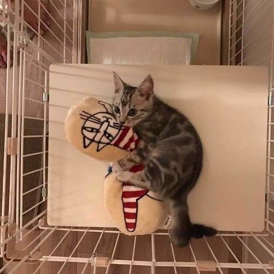 アメリカンショートヘアの小鉄くん