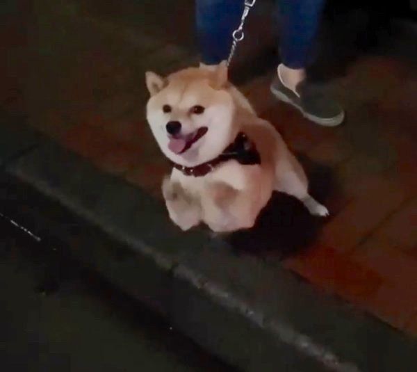 踏切を怖がる豆千代くん