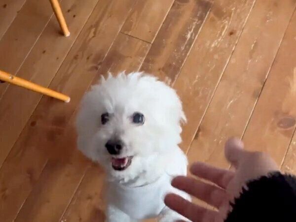 帰宅した飼い主さんを出迎えるもんたろうくん