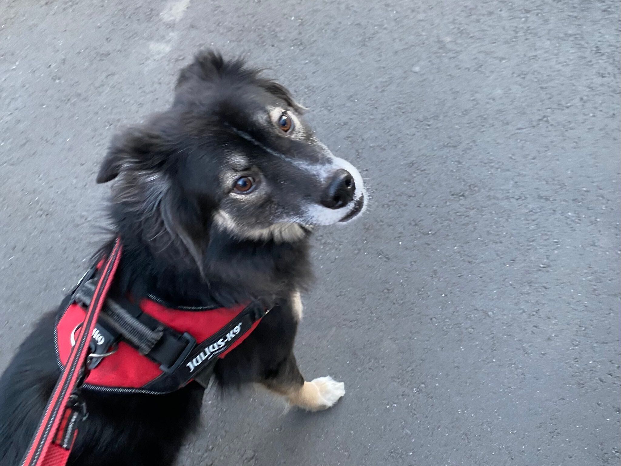 こちらを見る犬