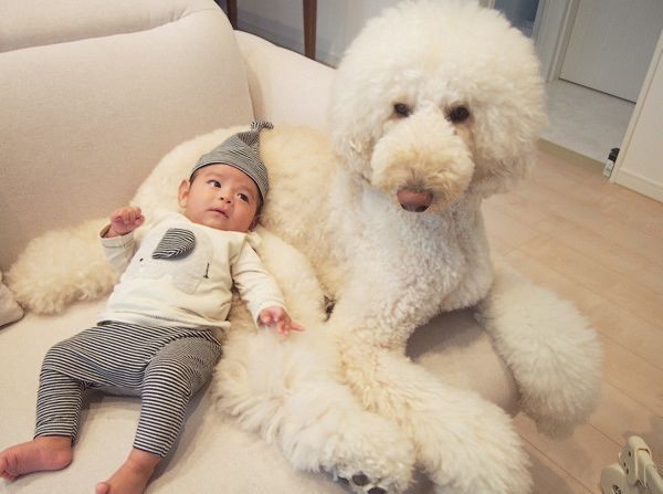 弟の成長を見守るスタンダード・プードル