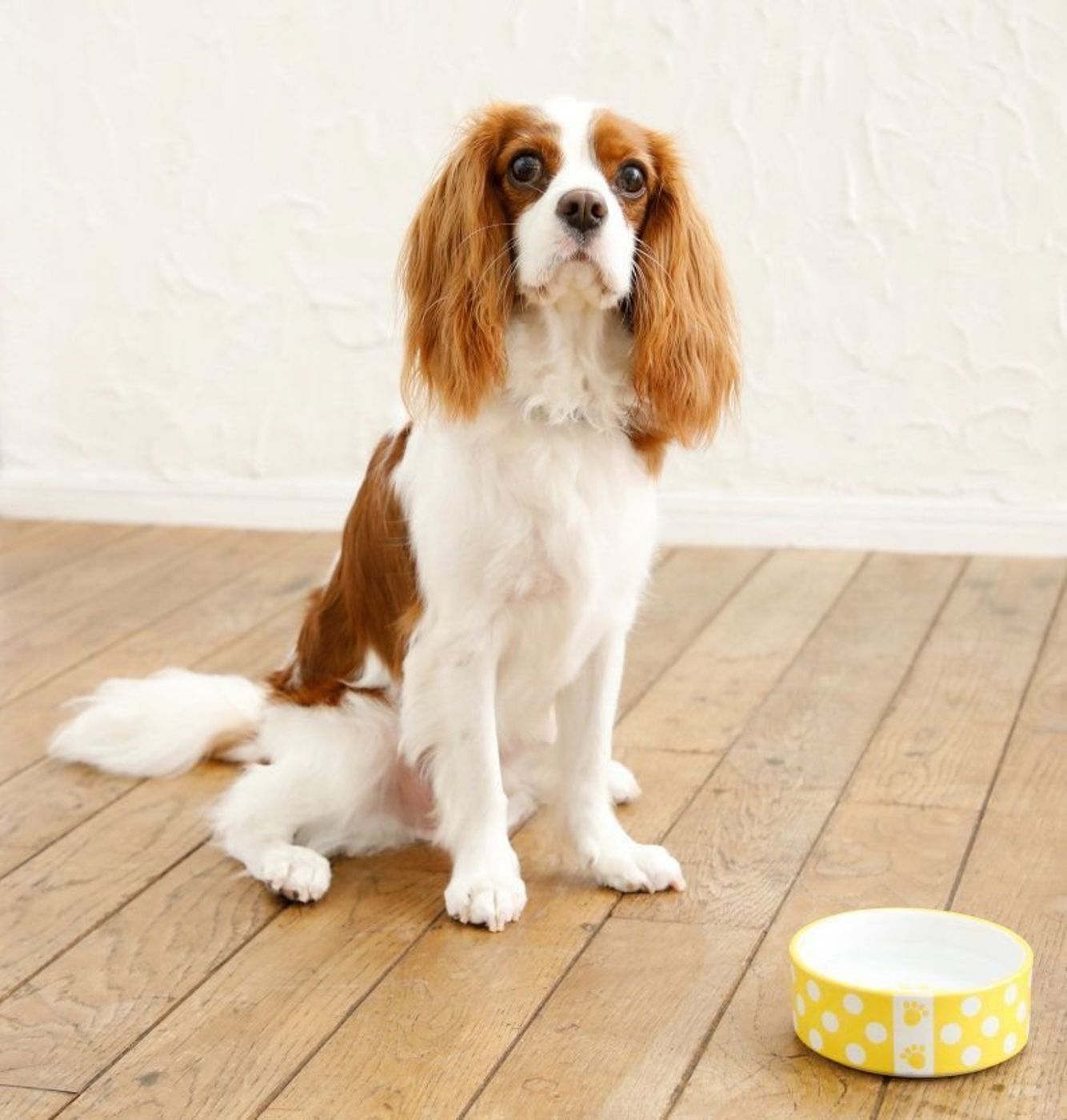 犬の水分摂取量が不足すると起こる意外な病気5選 いぬのきもちweb Magazine 犬の水分摂取量が不足すると起こる意外な病気5選 いぬのきもちweb Magazine