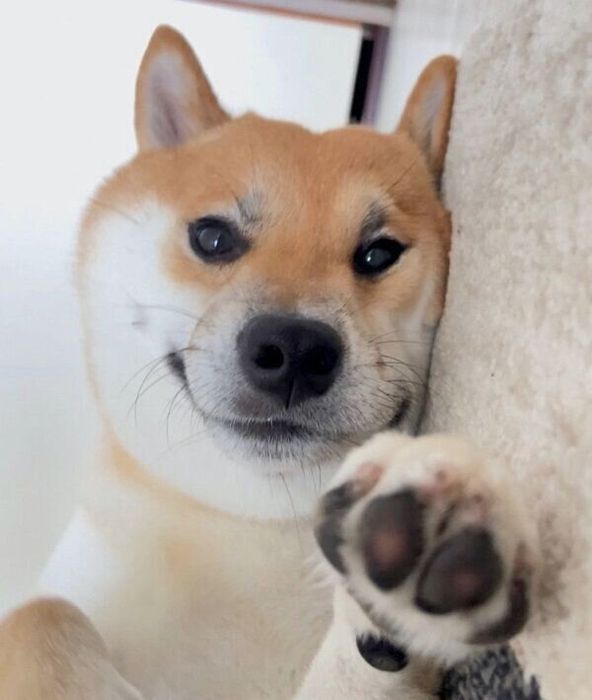 飼い主さんの横でくつろぐふう太くん