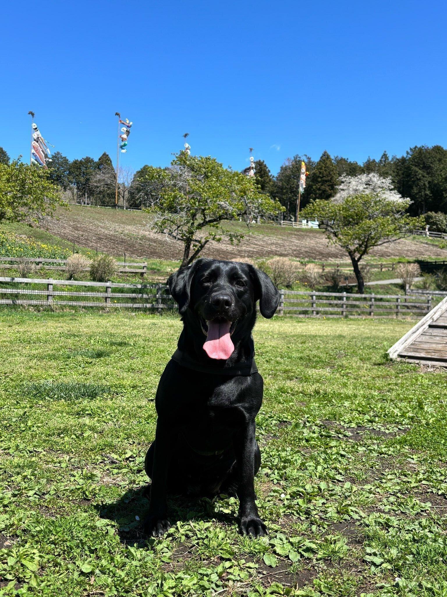 3才2カ月頃のラブラドールレトリバー