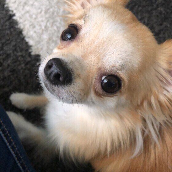 チワワ