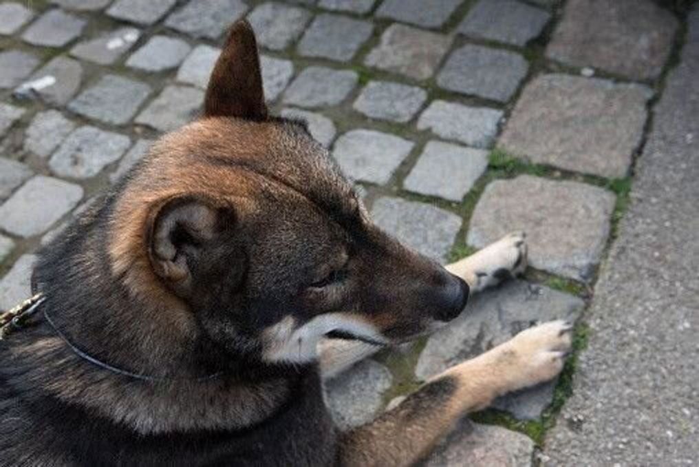 四国犬の特徴 性格 最新価格と飼い方 いぬのきもち 犬図鑑 いぬのきもちweb Magazine 四国犬の特徴 性格 最新価格と飼い方 いぬのきもち 犬図鑑 いぬのきもちweb Magazine