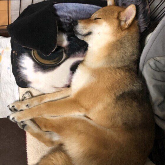 犬がミジンコのように丸くなる？犬の不思議な格好「ミジンコ寝」とは？ いぬのきもち