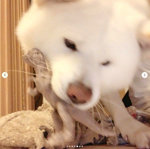 おもちゃを噛む任三郎くん