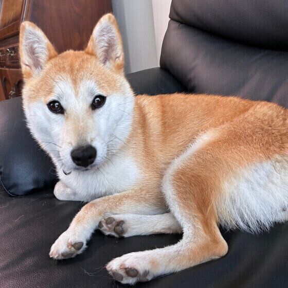 柴のコッペちゃん