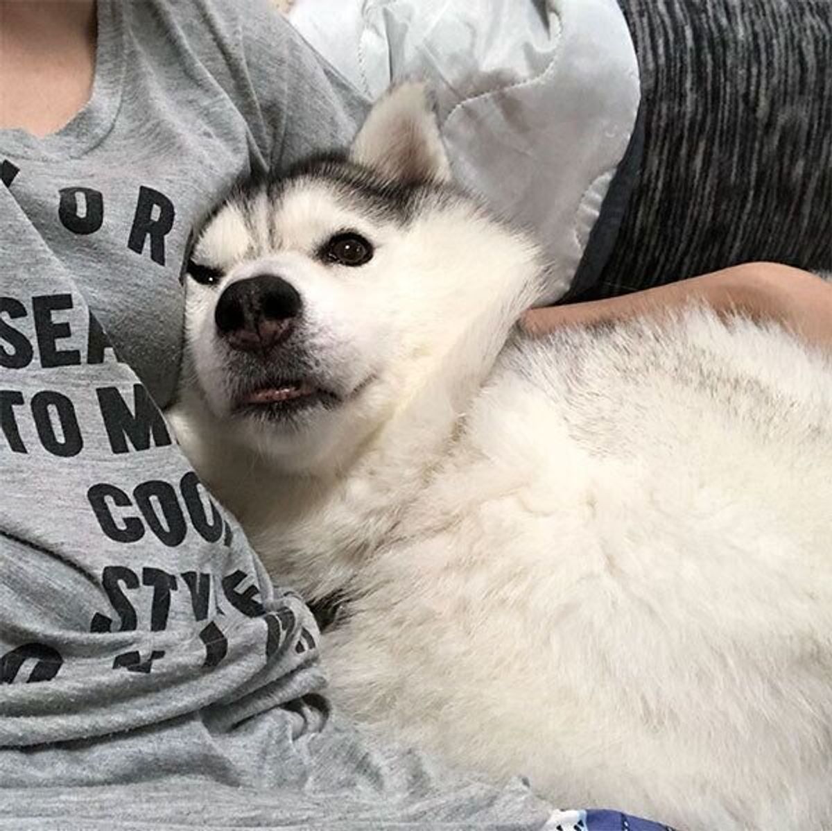 気持ちが顔に出すぎちゃう シルビアちゃんは我が子のようで癒しの存在 特別企画 スマイルドッグ ありがとうを叫ぼう いぬのきもちweb Magazine 気持ちが顔に出すぎちゃう シルビアちゃんは我が子のようで癒しの存在 特別企画 スマイルドッグ ありがとうを叫ぼう いぬのきもちweb Magazine