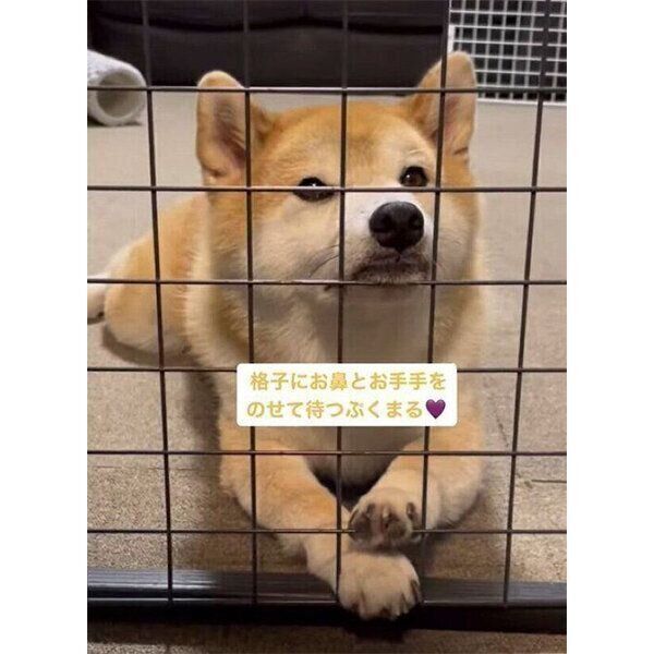 ごはん中の飼い主さんたちを見つめる福丸くん