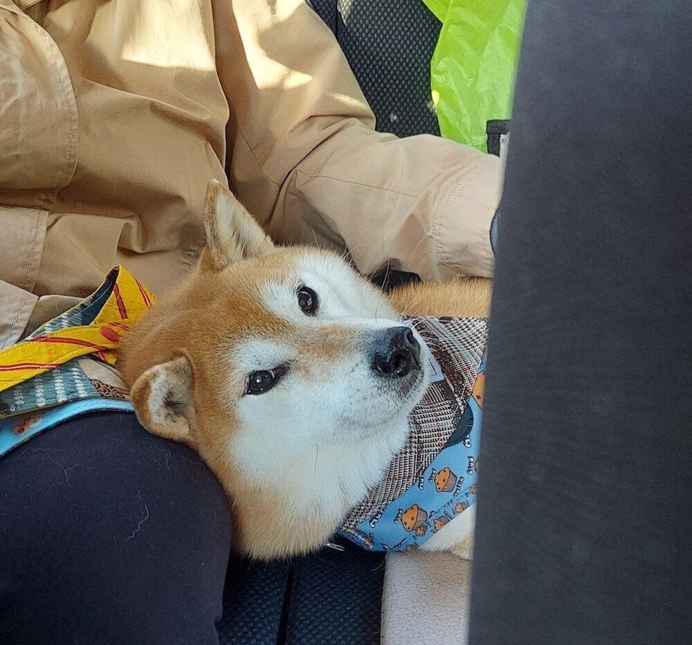 柴犬あるある まるで恋人みたいに添い寝してくれるとこ 連載 ここ掘れここ柴 Vol 131 いぬのきもちweb Magazine