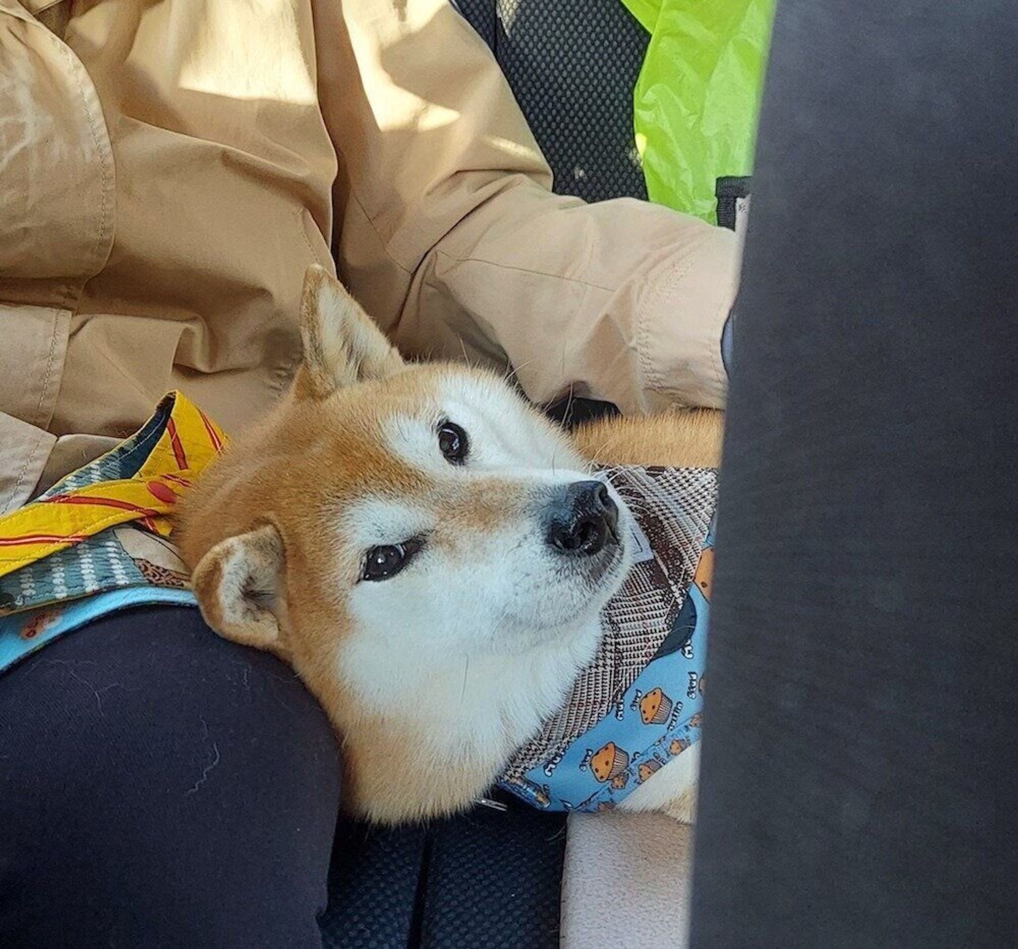 柴犬あるある まるで恋人みたいに添い寝してくれるとこ 連載 ここ掘れここ柴 Vol 131 いぬのきもちweb Magazine 柴犬あるある まるで恋人みたいに添い寝してくれるとこ 連載 ここ掘れここ柴 Vol 131 いぬのきもちweb Magazine