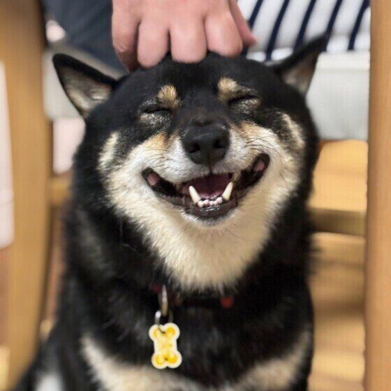 柴のはるくん♪