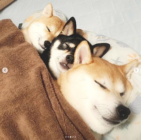 寄り添って眠るモカちゃん・アンちゃん・サラちゃん