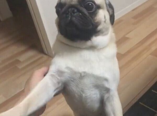 ぐい〜っのナデナデが好きじゃないまるくん