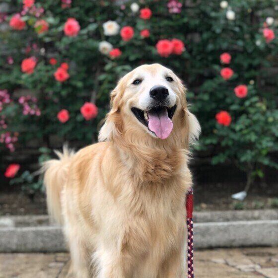 バラの花とゴールデン・レトリーバー