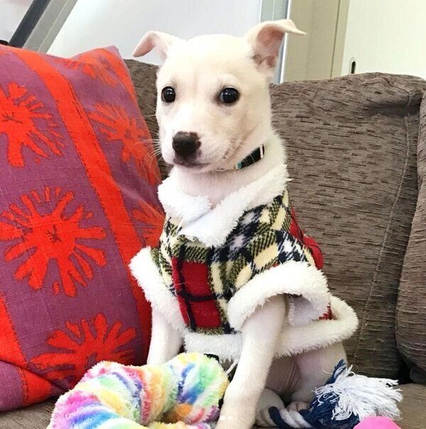 クリスマスの服を着る子犬時代のすずちゃん