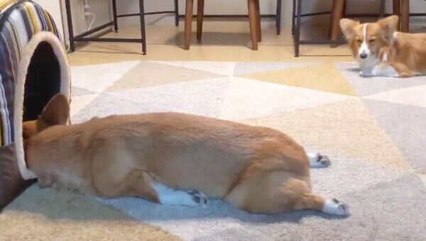 行き倒れるお兄ちゃんと、遠くから見つめる妹ちゃん