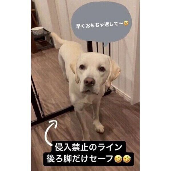 「早くおもちゃ返して〜」とギリギリの場所でアピールするイソくん