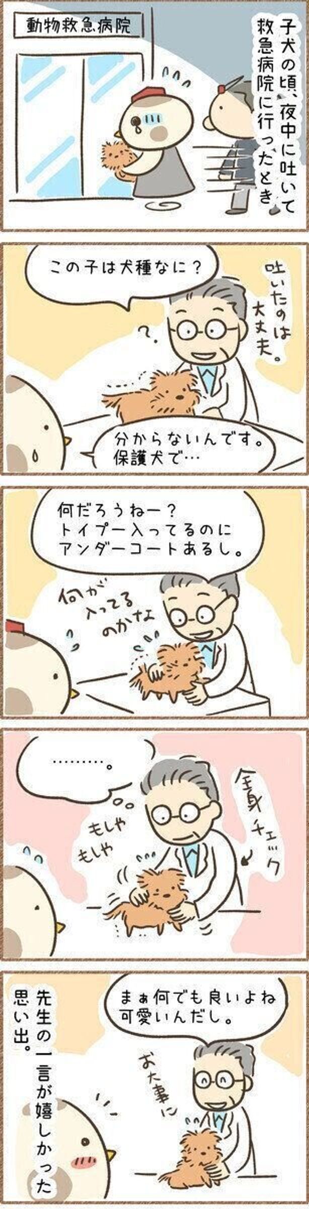 不安で仕方がなかったとき 動物病院の先生に言われて嬉しかった言葉 連載 こぐま犬てんすけ Vol 100 いぬのきもちweb Magazine 不安で仕方がなかったとき 動物病院の先生に言われて嬉しかった言葉 連載 こぐま犬てんすけ Vol 100 いぬのきもちweb Magazine